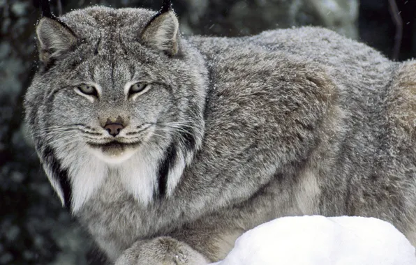 Picture winter, forest, eyes, lynx