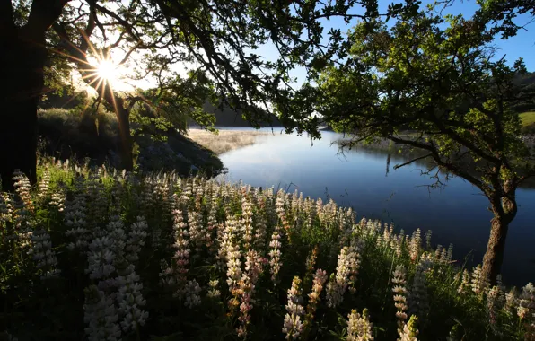 Picture greens, summer, leaves, the sun, light, trees, flowers, river