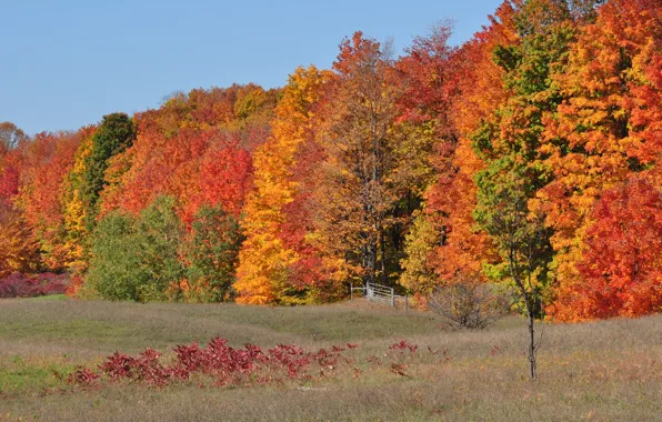 Picture field, autumn, forest, the sky, grass, trees