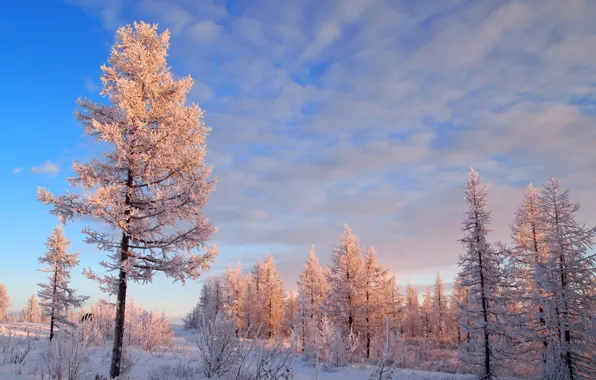 Winter, the sky, snow, trees