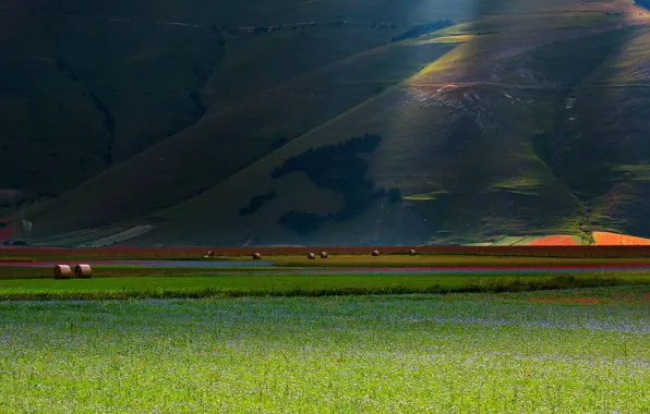 Field, summer, light, flowers, the slopes, Maki, meadow, hay