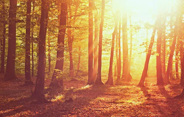 Picture autumn, forest, grass, leaves, the sun, light, trees, nature