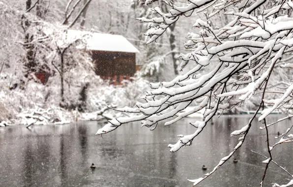 Picture winter, water, snow, trees, snowflakes, branches, nature, lake