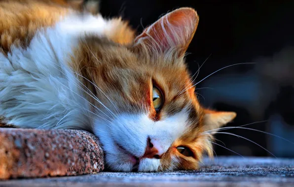 Picture muzzle, lies, fluffy cat