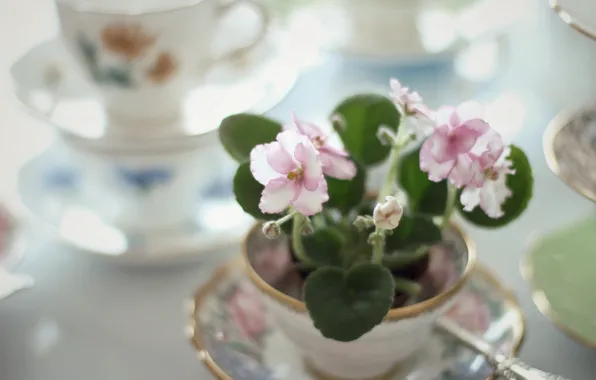 Flowers, Cup, dishes, set, violet
