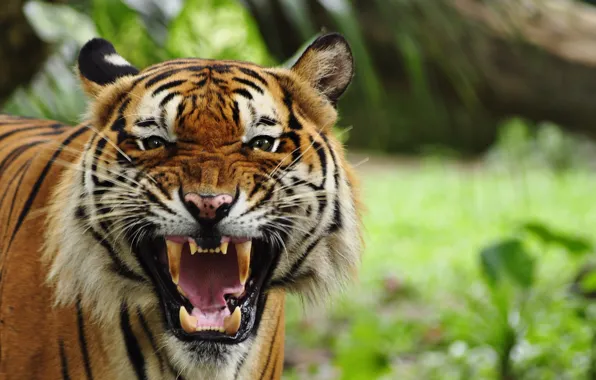 Picture Look, Tiger, Fangs, Face, Predator, Bengal tiger, Big cat, Grin