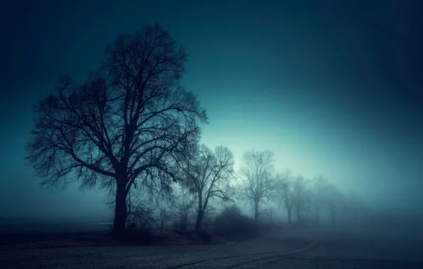 Field, trees, fog