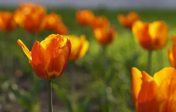 Picture field, nature, Wallpaper, meadow, tulips