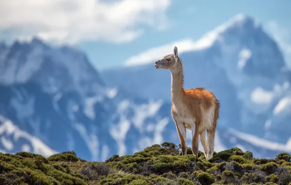 Mountains, animal, Andes, guanaco