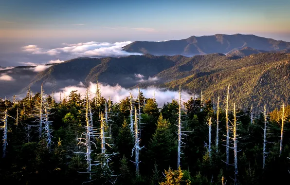 Trees, landscape, mountains
