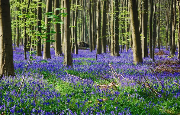 Forest, grass, trees, flowers
