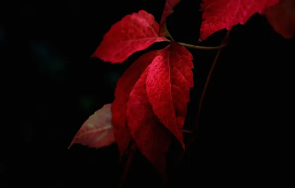 Picture autumn, leaves, nature, the crimson