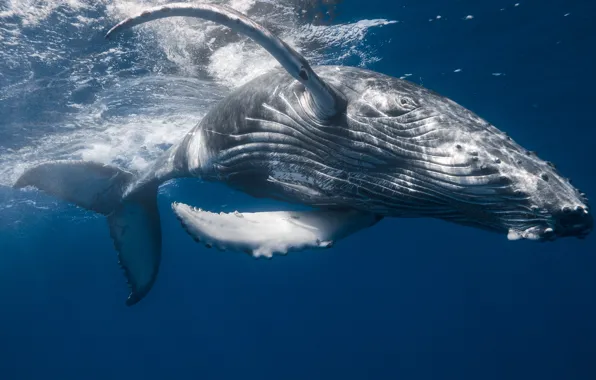 Picture sea, the ocean, kit, under water, Humpback whale, Gorbach, big fish