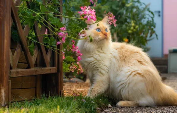 Cat, summer, cat, look, face, flowers, pose, garden
