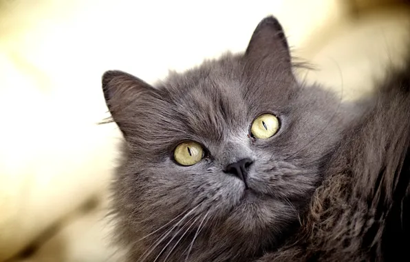 Picture portrait, look, kitty, cat