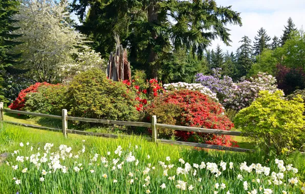 Greens, forest, summer, grass, the sun, trees, flowers, Park