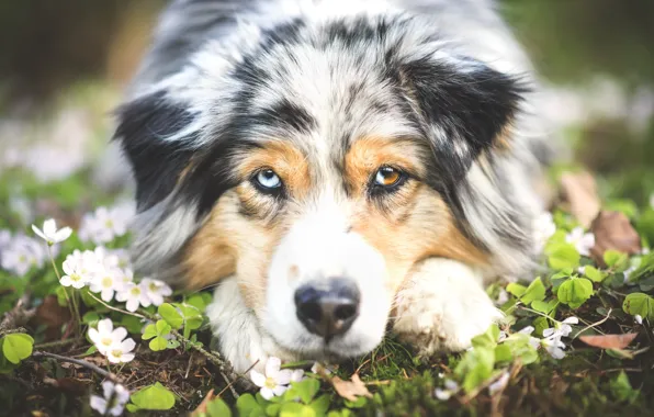 Flowers, portrait, dog, Wallpaper from lolita777, Aussie