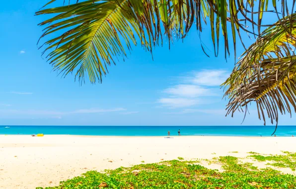 Sand, sea, beach, summer, the sky, the sun, palm trees, shore