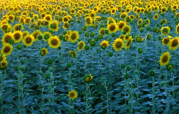 Field, summer, leaves, sunflowers, flowers, yellow, nature, stem