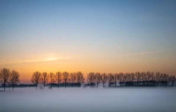 Field, sunset, fog