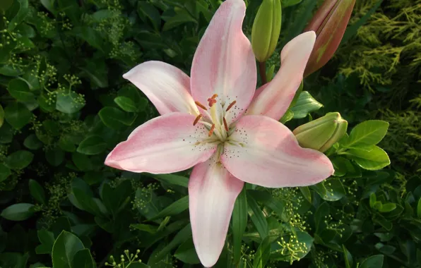 Picture Macro, Macro, Pink Lily, Pink lily