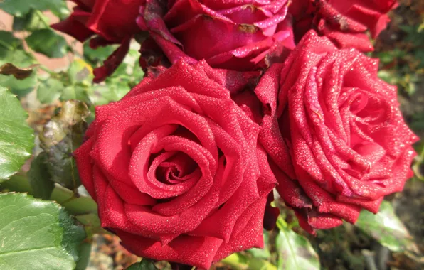Rosa, roses, autumn