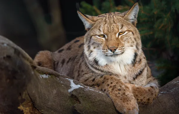 Look, face, pose, tree, lies, lynx
