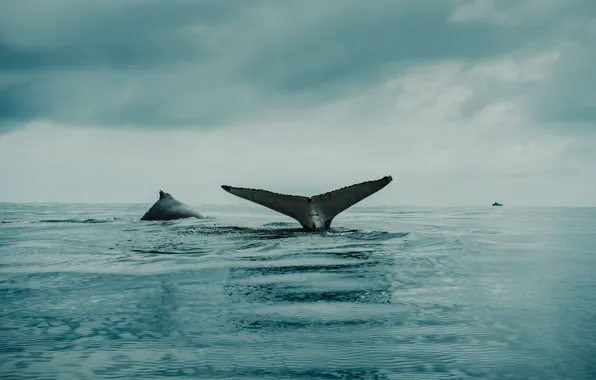 Picture ocean, whale, animal., HumpbackWhale