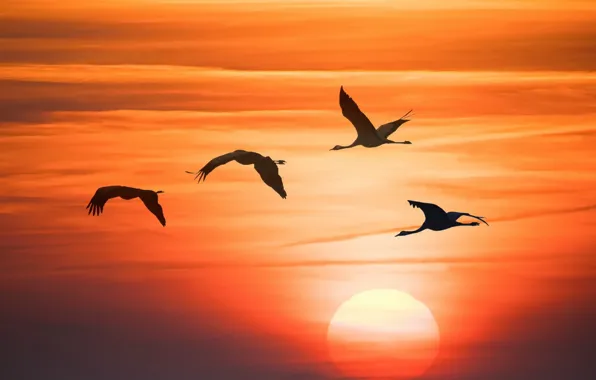 The sky, sunset, birds