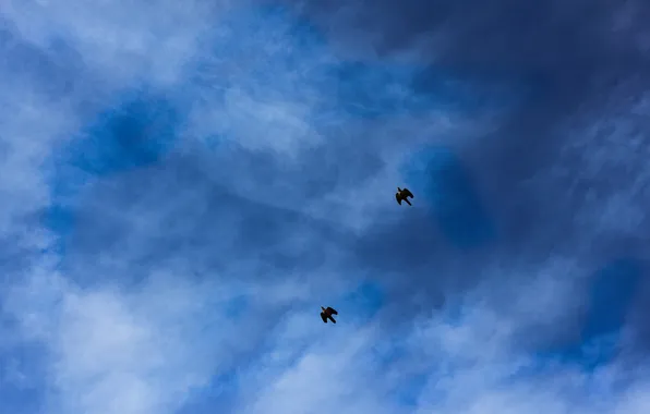The sky, freedom, flight, birds