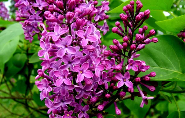 Greens, flowers, Lilac