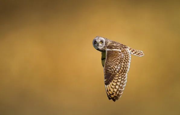 Look, flight, nature, background, owl