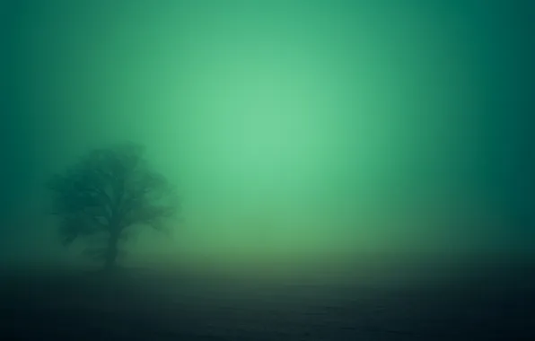 Field, trees, fog
