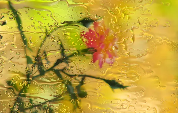 Picture glass, drops, flowers, rain, rose, bokeh