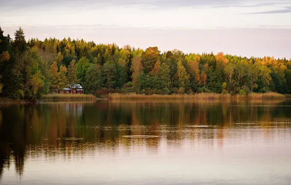 Picture forest, house, pond