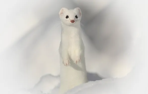 Picture winter, snow, predator, ermine