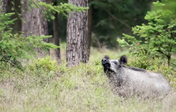 Forest, nature, boar