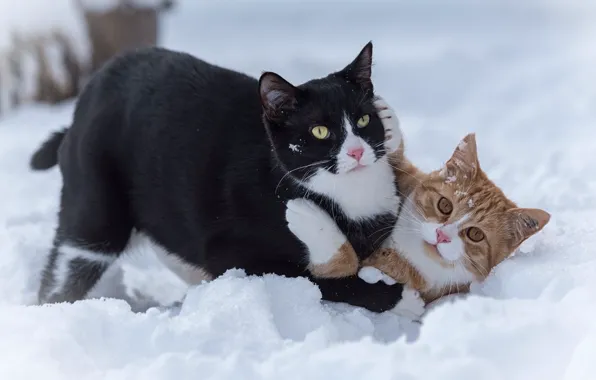 Picture winter, cat, cat, snow, pose, black, the game, the snow