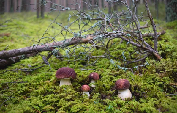 Picture forest, mushrooms, moss, Quartet, Borovik