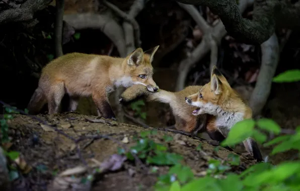 The game, Fox, cubs