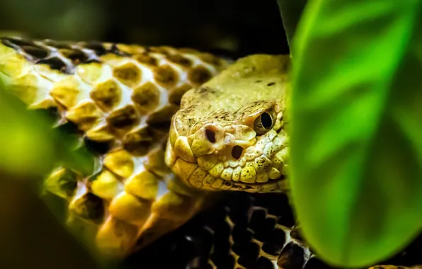 Snake, animals, macro, reptiles, animal themes, one animal