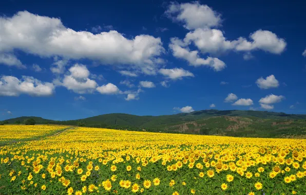 Field, the sky, clouds, sunflowers, flowers, mountains, blue, hills