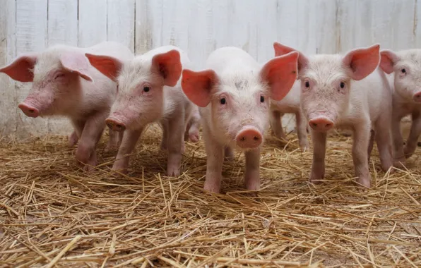 Hay, pigs, pigs