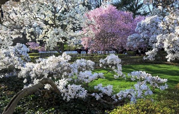 Grass, the sun, Park, spring, Brooklyn, garden, USA, flowering trees