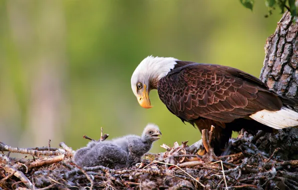 Bird, Alaska, socket, USA, vulture, chick