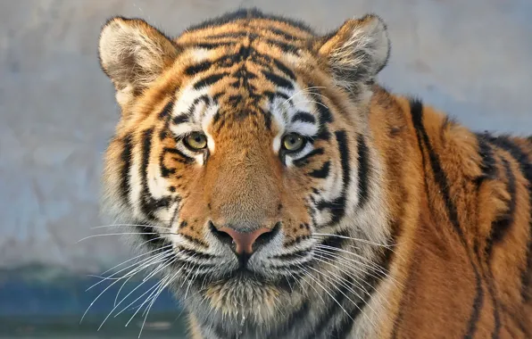 Look, face, tiger, predator