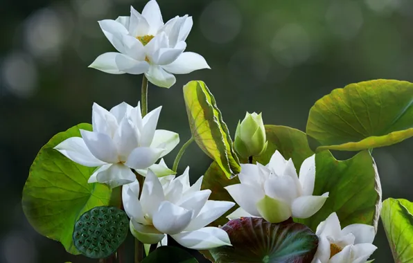 Picture leaves, flowers, bokeh, Lotus