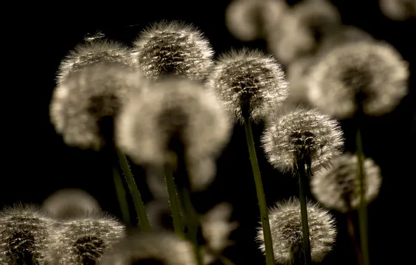 Summer, light, flowers, stems, blur, spring, fluff, black background