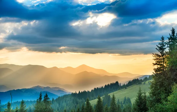 Forest, the sky, clouds, trees, mountains, fog, morning, slope