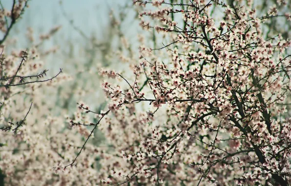 Tree, spring, blooms